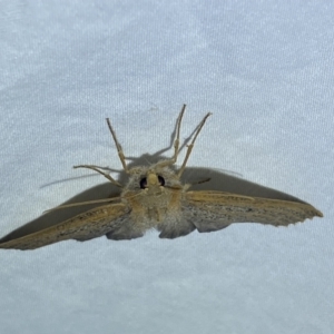 Paralaea porphyrinaria at Jerrabomberra, NSW - 27 Apr 2022