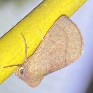 Fisera (genus) at Jerrabomberra, NSW - 28 Apr 2022