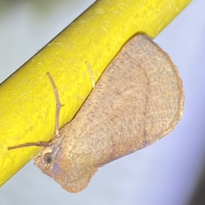 Fisera (genus) (Unidentified Fisera moths) at Jerrabomberra, NSW - 27 Apr 2022 by Steve_Bok