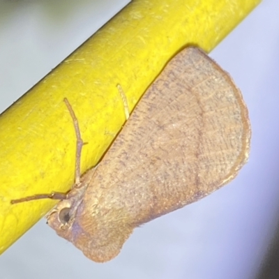 Fisera (genus) (Unidentified Fisera moths) at Jerrabomberra, NSW - 28 Apr 2022 by SteveBorkowskis