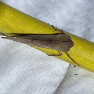 Fisera (genus) at Jerrabomberra, NSW - 28 Apr 2022