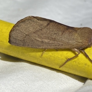 Fisera (genus) at Jerrabomberra, NSW - 28 Apr 2022