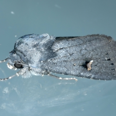 Proteuxoa atra (Sombre Noctuid) at Ainslie, ACT - 23 Apr 2022 by jb2602