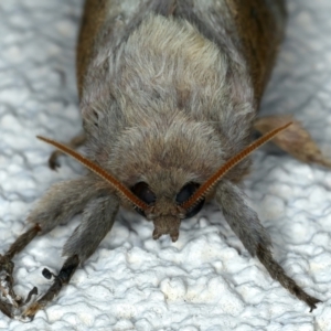 Oxycanus dirempta at Ainslie, ACT - 21 Apr 2022 10:43 PM