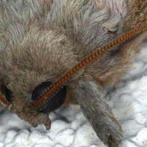 Oxycanus dirempta at Ainslie, ACT - 21 Apr 2022 10:43 PM