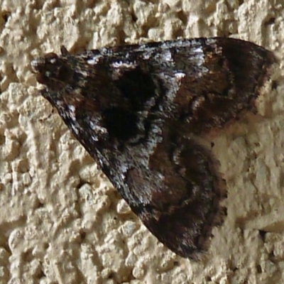 Epipaschiinae (subfamily) (A Pyralid moth) at Tidbinbilla Nature Reserve - 19 Mar 2011 by galah681