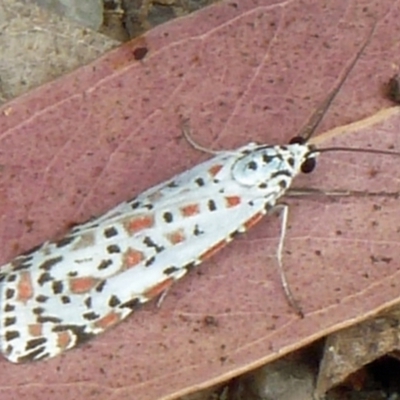 Utetheisa (genus) (A tiger moth) at Tidbinbilla Nature Reserve - 5 Mar 2011 by galah681
