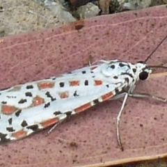 Utetheisa (genus) at Paddys River, ACT - 5 Mar 2011