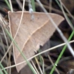 Epidesmia (genus) (Epidesmia moth) at Tidbinbilla Nature Reserve - 4 Feb 2012 by galah681