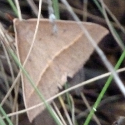Epidesmia (genus) (Epidesmia moth) at Tidbinbilla Nature Reserve - 4 Feb 2012 by galah681