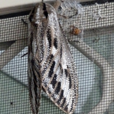 Endoxyla lituratus (A Wattle Goat Moth) at Tidbinbilla Nature Reserve - 22 Jan 2011 by galah681