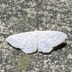 Scopula (genus) (A wave moth (Sterrhinae)) at Pialligo, ACT - 28 Apr 2022 by FeralGhostbat
