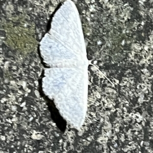 Scopula (genus) at Pialligo, ACT - 28 Apr 2022 07:42 PM