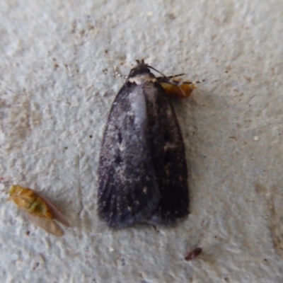 Unidentified Moth (Lepidoptera) at Stirling Range National Park, WA - 13 Sep 2019 by Christine