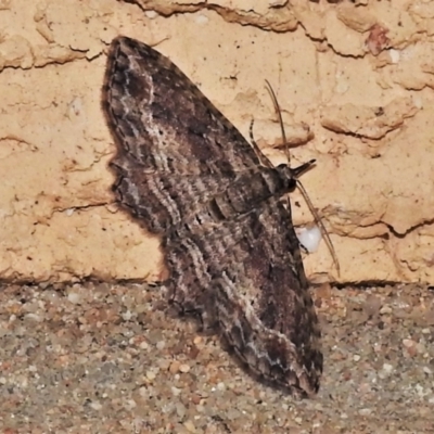 Chloroclystis filata (Filata Moth, Australian Pug Moth) at Wanniassa, ACT - 26 Apr 2022 by JohnBundock