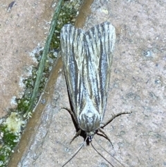 Ciampa arietaria (Brown Pasture Looper Moth) at Jerrabomberra, NSW - 28 Apr 2022 by SteveBorkowskis