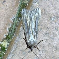 Ciampa arietaria (Brown Pasture Looper Moth) at QPRC LGA - 28 Apr 2022 by Steve_Bok