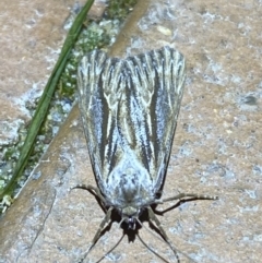 Ciampa arietaria at Jerrabomberra, NSW - suppressed