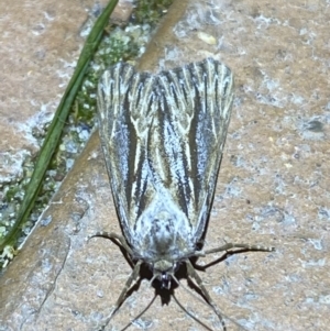 Ciampa arietaria at Jerrabomberra, NSW - 28 Apr 2022