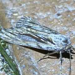 Ciampa arietaria at Jerrabomberra, NSW - 28 Apr 2022