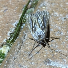 Ciampa arietaria at Jerrabomberra, NSW - suppressed