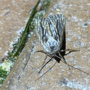 Ciampa arietaria at Jerrabomberra, NSW - suppressed