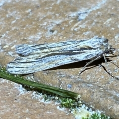 Ciampa arietaria at Jerrabomberra, NSW - 28 Apr 2022