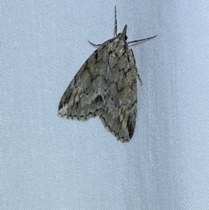 Mictodoca toxeuta at Jerrabomberra, NSW - 28 Apr 2022