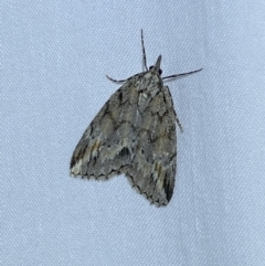 Mictodoca toxeuta at Jerrabomberra, NSW - 28 Apr 2022