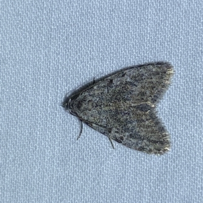 Unidentified Moth (Lepidoptera) at Jerrabomberra, NSW - 28 Apr 2022 by Steve_Bok