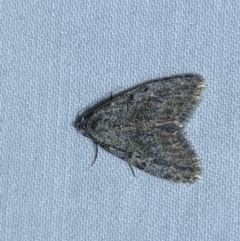 Unidentified Moth (Lepidoptera) (TBC) at Jerrabomberra, NSW - 28 Apr 2022 by Steve_Bok