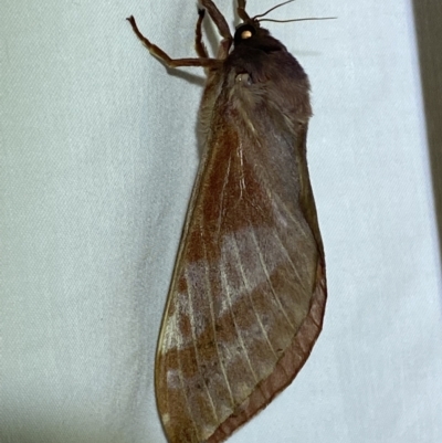 Oxycanus australis (Southern Oxycanus) at Jerrabomberra, NSW - 28 Apr 2022 by Steve_Bok