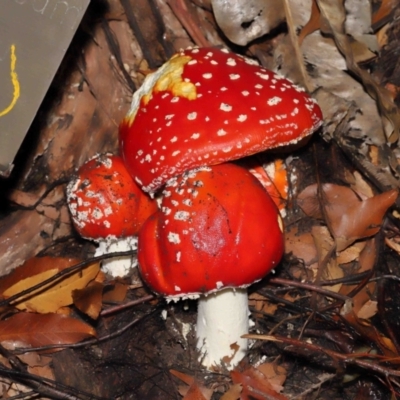 Amanita muscaria (Fly Agaric) at Acton, ACT - 28 Apr 2022 by TimL