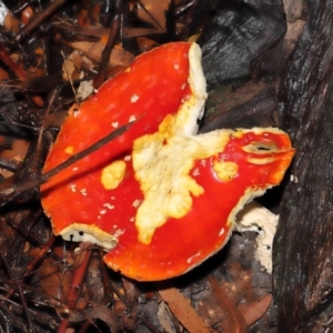 Amanita muscaria at Acton, ACT - 28 Apr 2022