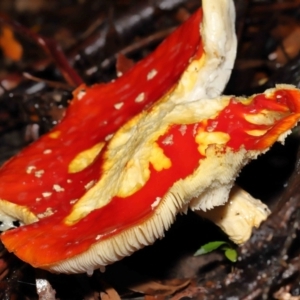 Amanita muscaria at Acton, ACT - 28 Apr 2022