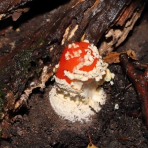 Amanita muscaria at Acton, ACT - 28 Apr 2022