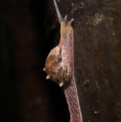 Helicarion cuvieri (A Semi-slug) at ANBG - 28 Apr 2022 by TimL