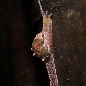 Helicarion cuvieri at Acton, ACT - 28 Apr 2022 11:04 AM