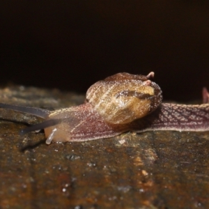 Helicarion cuvieri at Acton, ACT - 28 Apr 2022 11:04 AM