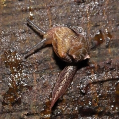 Helicarion cuvieri at Acton, ACT - 28 Apr 2022 11:04 AM