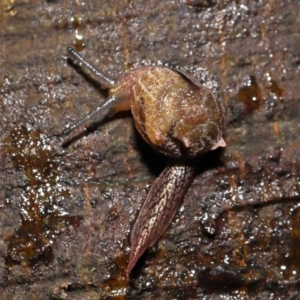 Helicarion cuvieri at Acton, ACT - 28 Apr 2022 11:04 AM