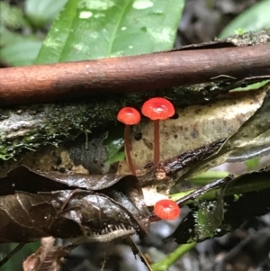 Cruentomycena viscidocruenta at Darkwood, NSW - 28 Apr 2022