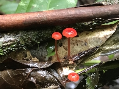 Cruentomycena viscidocruenta (Ruby Mycena) at Darkwood, NSW - 28 Apr 2022 by BrianH