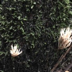 Unidentified Coralloid fungus, markedly branched at Darkwood, NSW - 28 Apr 2022 by BrianH