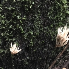 Unidentified Coralloid fungus, markedly branched (TBC) at Darkwood, NSW - 28 Apr 2022 by BrianH