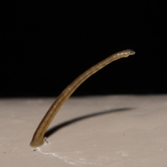 Hirudinea sp. (Class) (Unidentified Leech) at Acton, ACT - 28 Apr 2022 by TimL