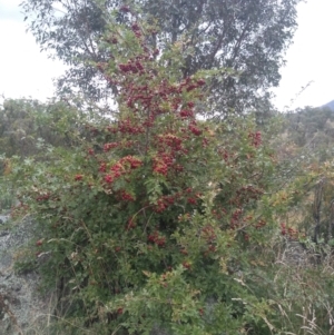 Crataegus monogyna at Tharwa, ACT - 25 Feb 2021