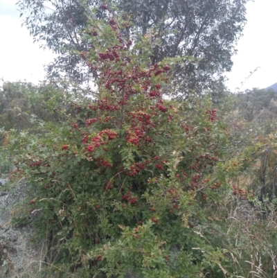 Crataegus monogyna (Hawthorn) at Point Hut to Tharwa - 25 Feb 2021 by JasoL