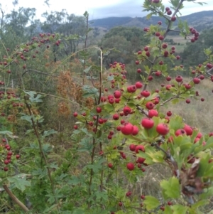 Crataegus monogyna at Tharwa, ACT - 25 Feb 2021