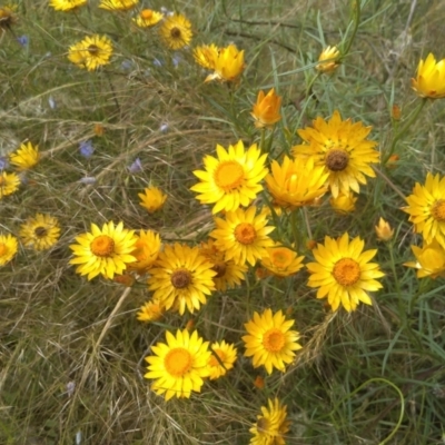 Xerochrysum viscosum (Sticky Everlasting) at Hackett, ACT - 1 Dec 2021 by JasoL